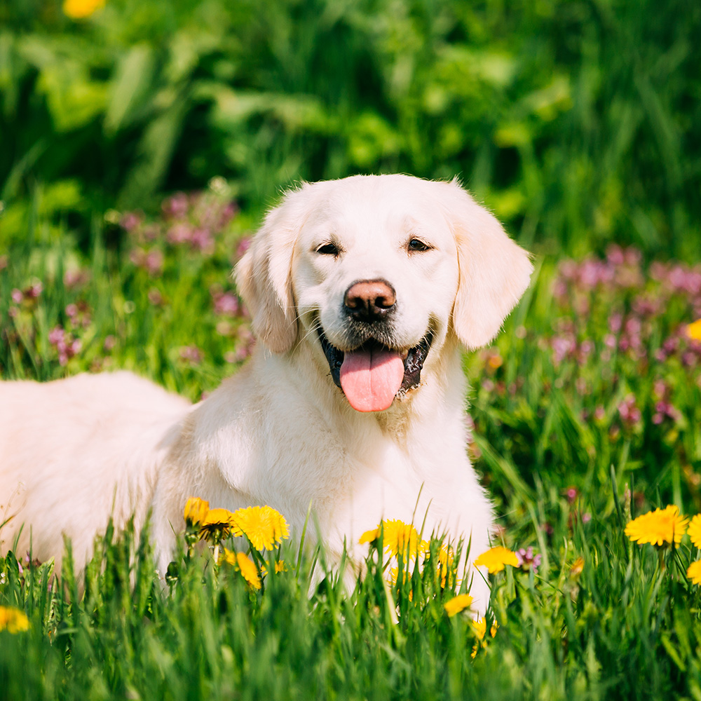 Labrador